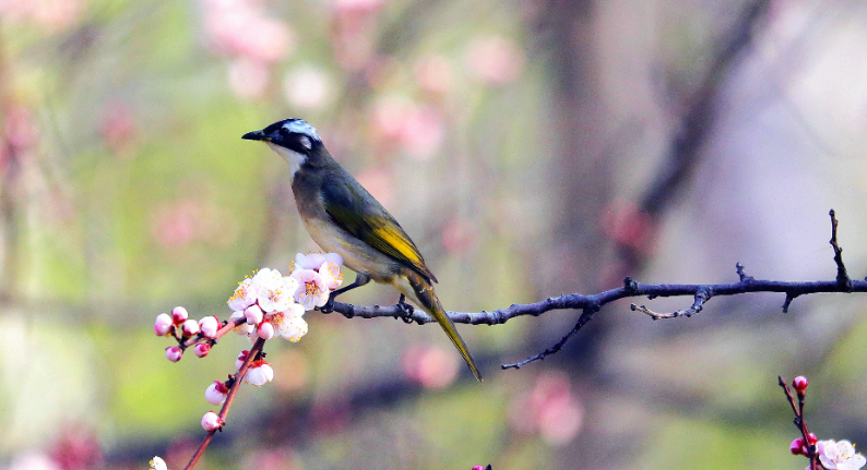 圖片.png 圖片.png